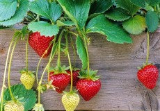 Lợi ích của lá dâu tây với xương khớp