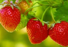 7 loại trái cây giúp ngăn ngừa rụng tóc