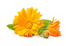 Tác dụng của hoa cúc với thị lực