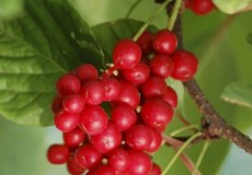 Lợi ích của ngũ vị tử với sức khỏe