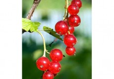 3 loại thảo dược giúp ngủ ngon