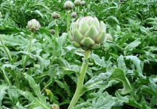 Giảm cholesterol trong máu với atiso